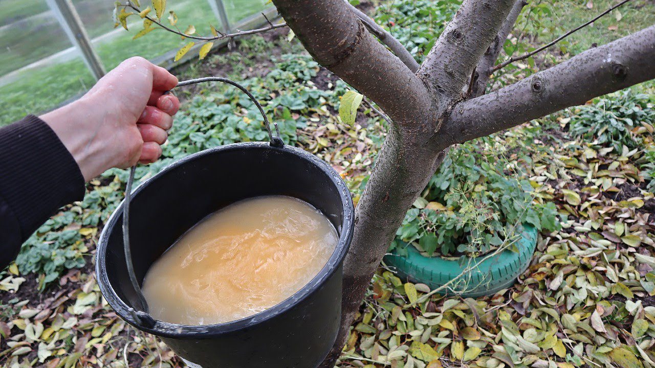 Городники розповіли, як правильно обробити плодові дерева у листопаді 