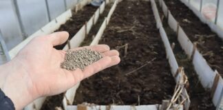 Городники розповіли, що внести у ґрунт у теплиці в листопаді 