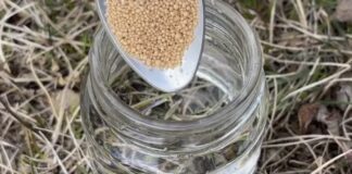 Городники розповіли рецепт поживного розчину, щоб полити город перед морозами 