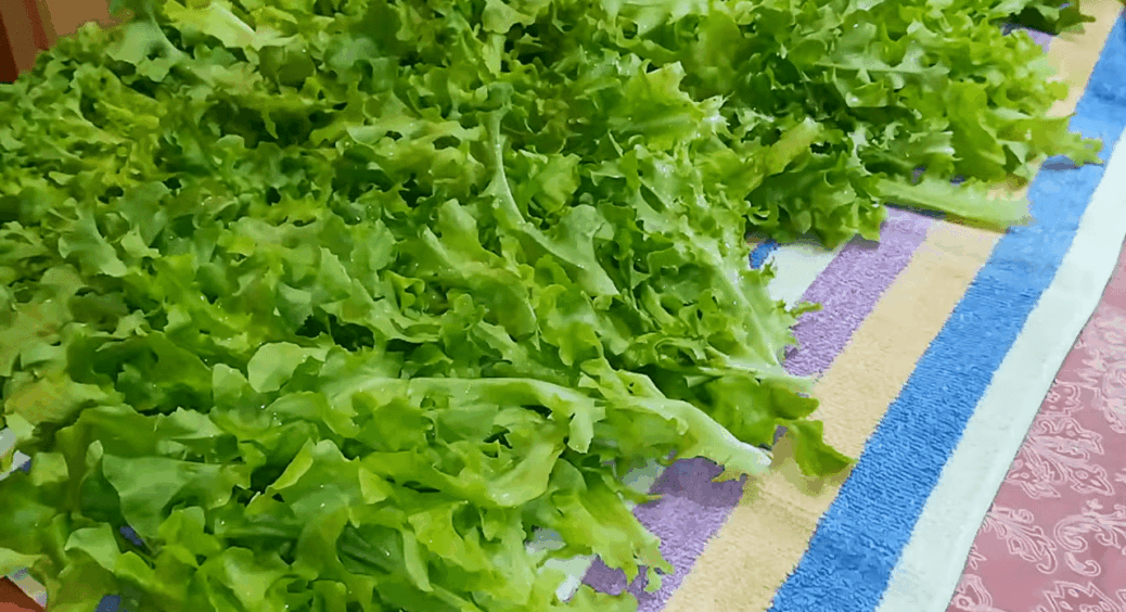 Сію салат у грудні  у 200-мілілітрові стаканчики – і через 3 тижні зриваю свіжу зелень просто на кухні 