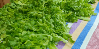 Експерти розповіли, як виростити взимку соковитий салат  