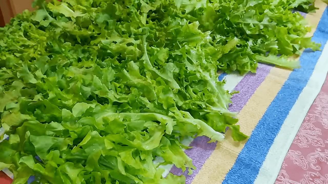 Експерти розповіли, як виростити взимку соковитий салат