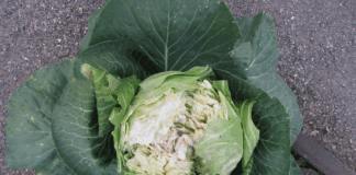 Городники пояснили, для чого сипати чай під капусту та буряк 