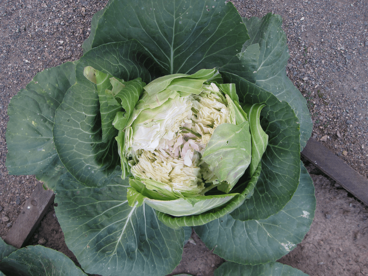 Городники пояснили, для чого сипати чай під капусту та буряк 