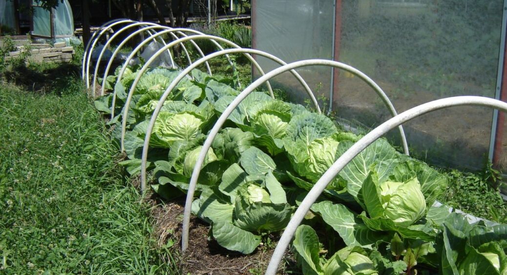 Качани по 8 кг, не боїться гусениць і лежить у погребі до літа: за цим сортом капусти “полюють” всі дачники 