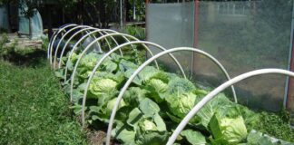 Який сорт капусти найкраще висадити на грядці