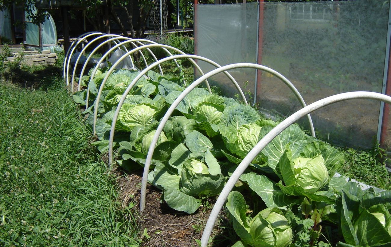 Який сорт капусти найкраще висадити на грядці