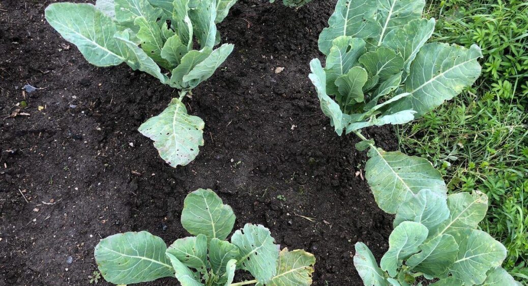 Капуста вперше за 5 років не пішла в стрілку: а вирішальним виявився 1 правильно обраний термін посадки 