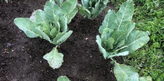 Городники розповіли, чим удобрити ділянку, на якій росла капуста 