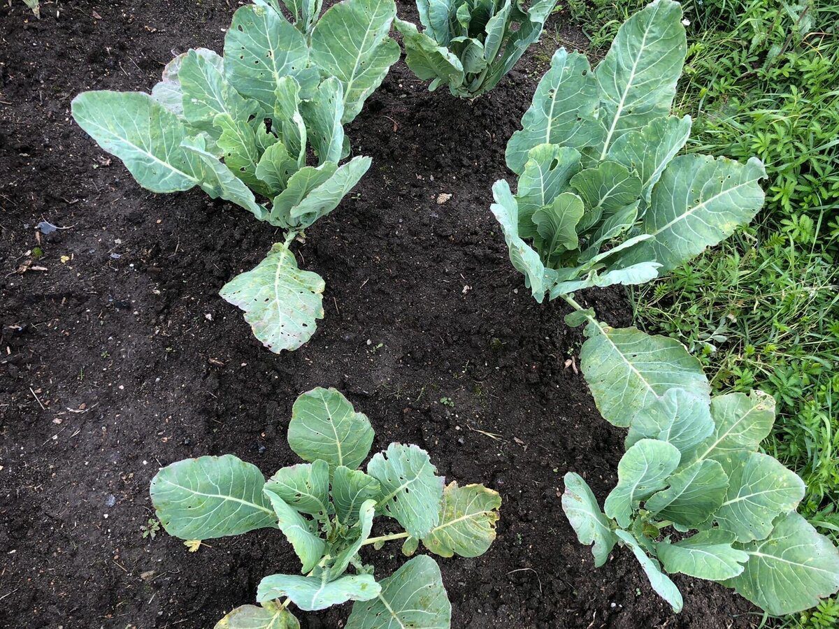 Городники розповіли, чим удобрити ділянку, на якій росла капуста 