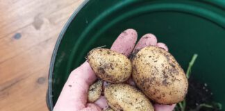 Городники розповіли, які рослини не можна садити поряд із картоплею