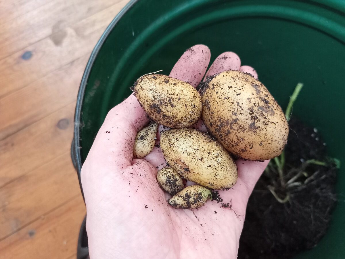 Експерти розповіли, як правильно зберігати картоплю у погребі без псування та втрати смаку