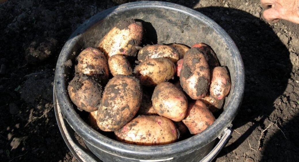 Відро деревної золи та 1 мішок картоплі – річний запас урожаю без копійки витрат: навчила сусідка на дачі 