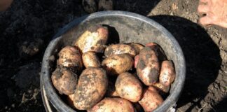 Експерти розповіли, які нові сорти картоплі варто виростити наступного сезону 