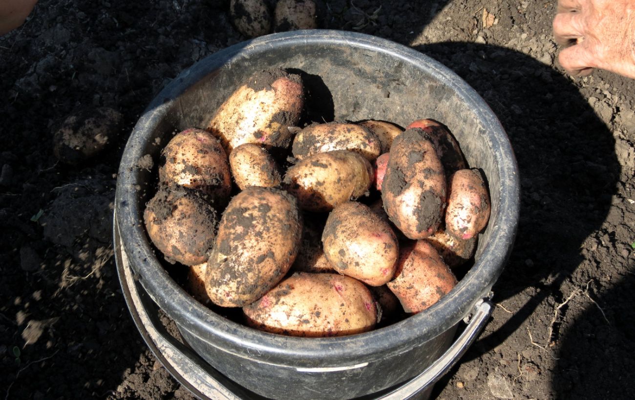 Експерти розповіли, які нові сорти картоплі варто виростити наступного сезону 