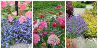 Садівники розповіли, які багаторічники квітнуть у перший рік після посадки