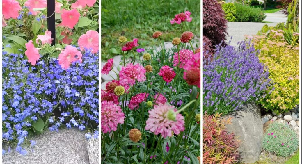 Ці 3 багаторічники цвітуть у перший рік після посадки – додайте їх у список, щоб одразу “пожинати плоди” 