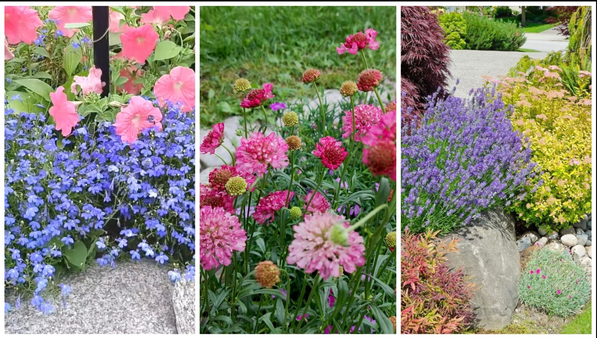 Садівники розповіли, які багаторічники квітнуть у перший рік після посадки