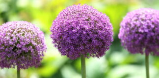 Садівники розповіли, як виростити декоративну цибулю