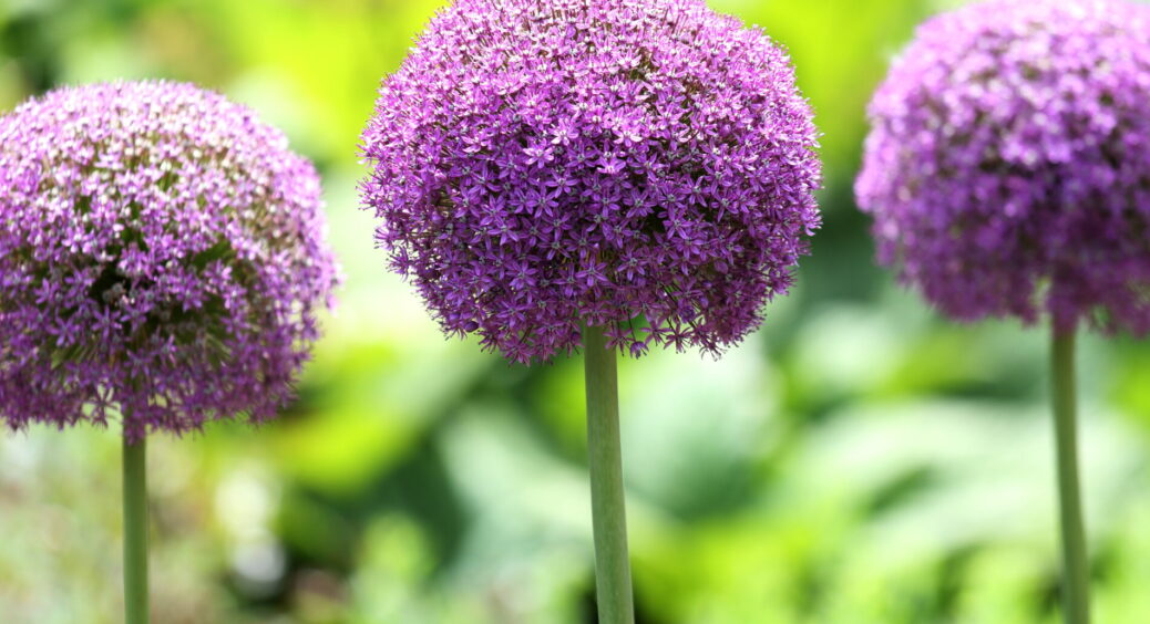 Мої грядки виглядають дорожче, ніж голландський квітник: купила на ринку 3 цибулини декоративної цибулі 