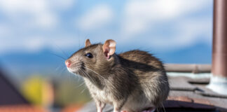 Господині розповіли, як захистити дачу й дім від гризунів взимку