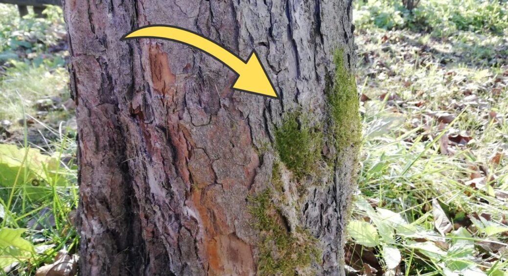 Додаю 300 грамів “цього” у воду – і мох з лишайником відвалюються на очах: 1 трюк до 20 листопада 