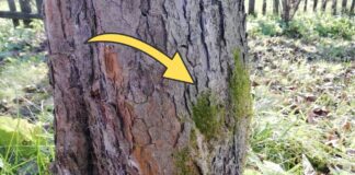 Як прибрати мох і лишайник на деревах