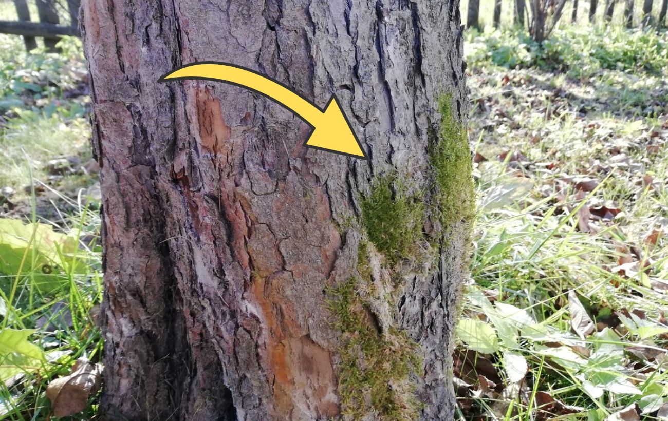 Садівники розповіли, чим зараз обробити дерева від моху і лишайників