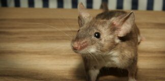 Як позбутись від мишей на ділянці швидко