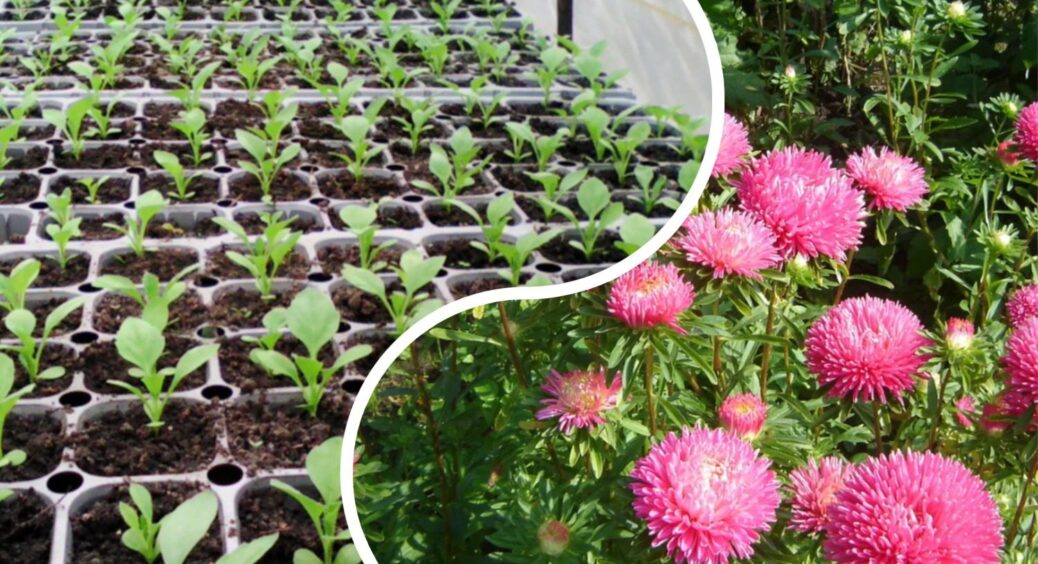 Ми з кумою перемогли погану схожість за 5 хвилин: тепер айстри сходять з будь-якого насіння та живців! 