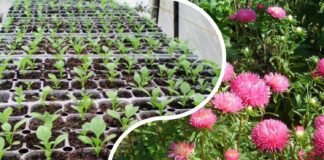 Як покращити схожість айстри на ділянці