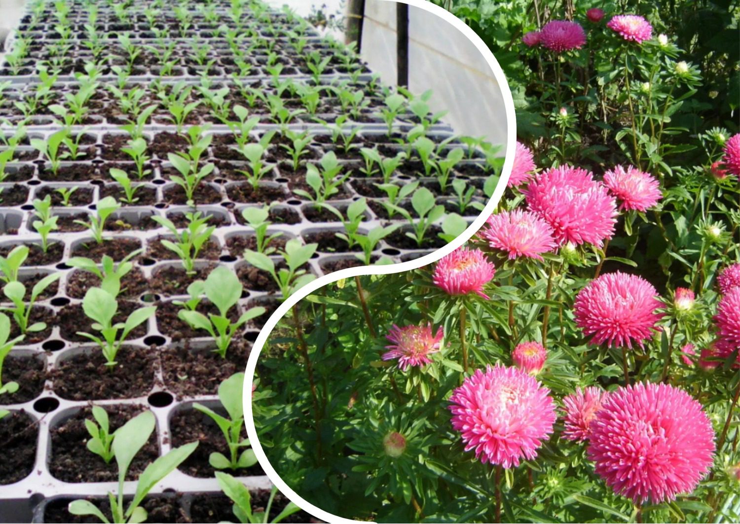 Як покращити схожість айстри на ділянці