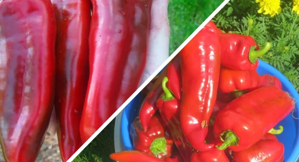 2 гібриди перцю, що родять у червні: товсті стінки, червоний колір і стійкість до +35 – сусіди питають назву 