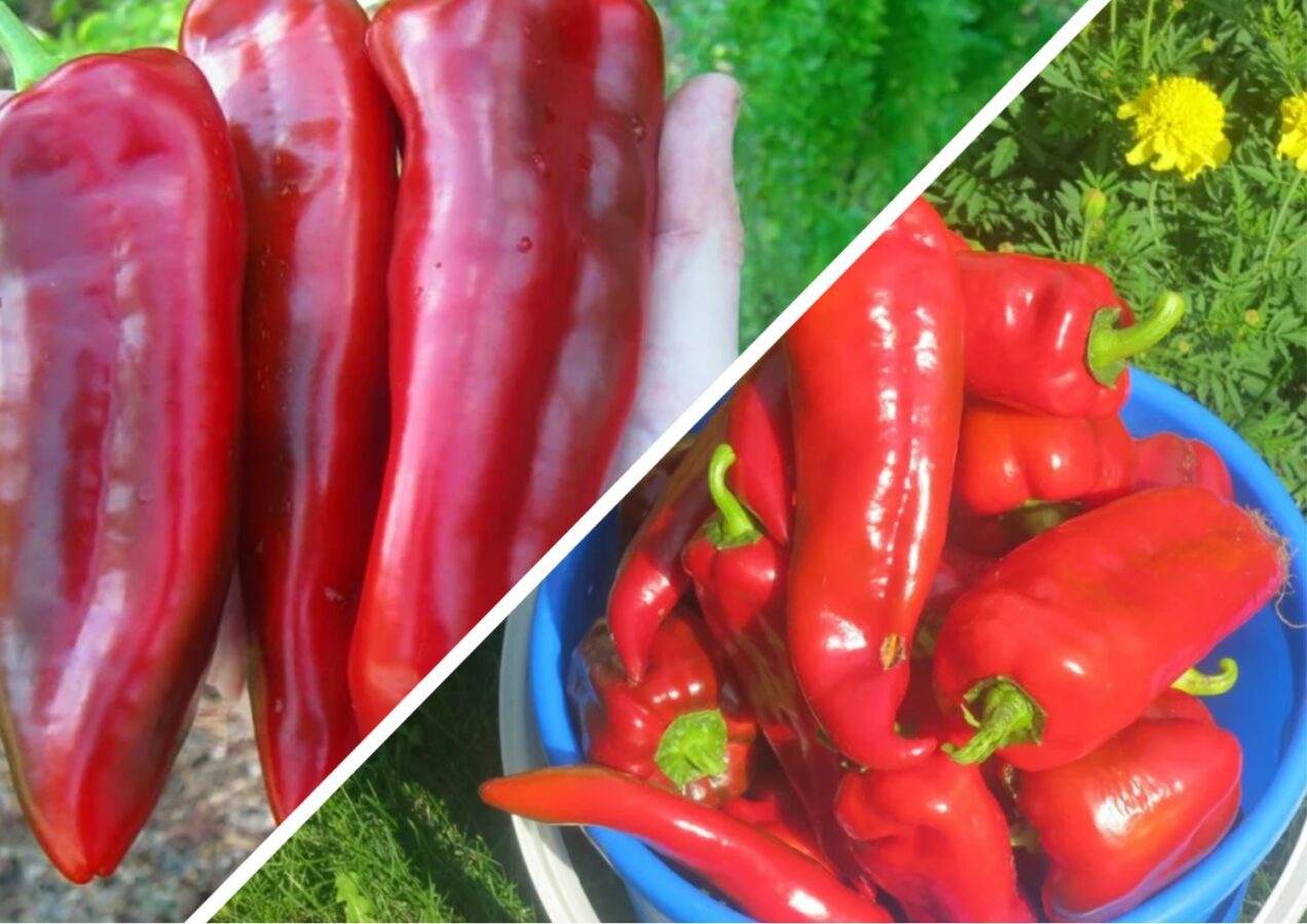 Який сорт болгарського перцю дає найкращий урожай