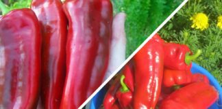Який сорт болгарського перцю дає найкращий урожай