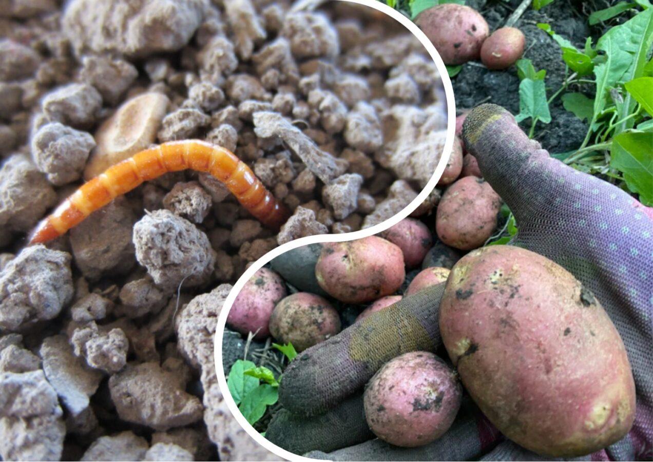 Як позбутись від дротяника на ділянці