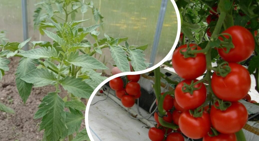 Вирощую ранні томати без “метушні” з розсадою: 3 перевірені способи їсти молоді помідорки у червні 