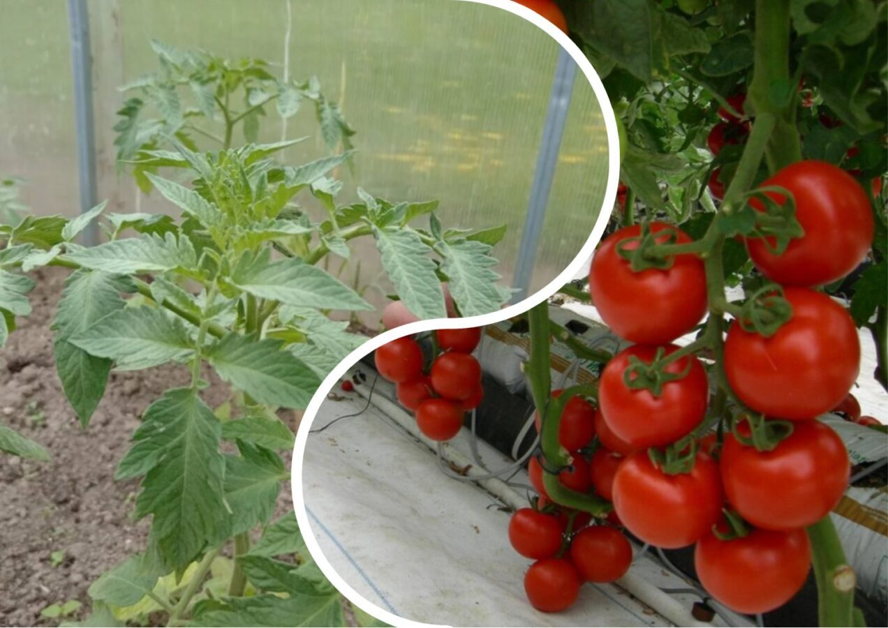 Як виростити ранній урожай томатів