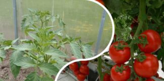 Як виростити ранній урожай томатів