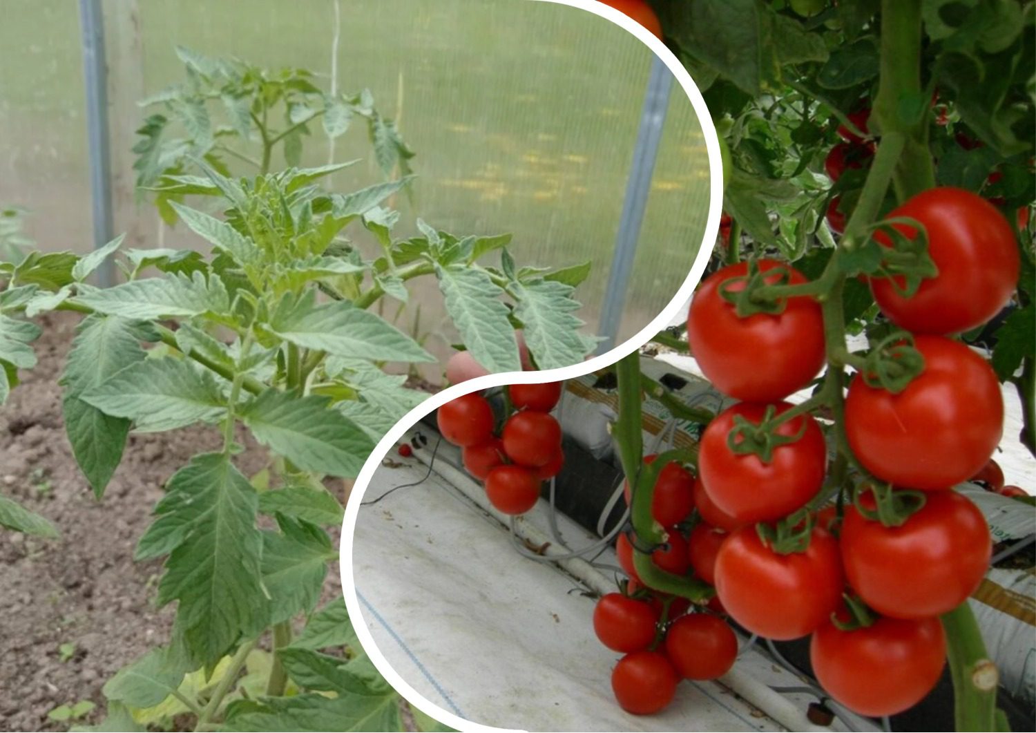 Як виростити ранній урожай томатів