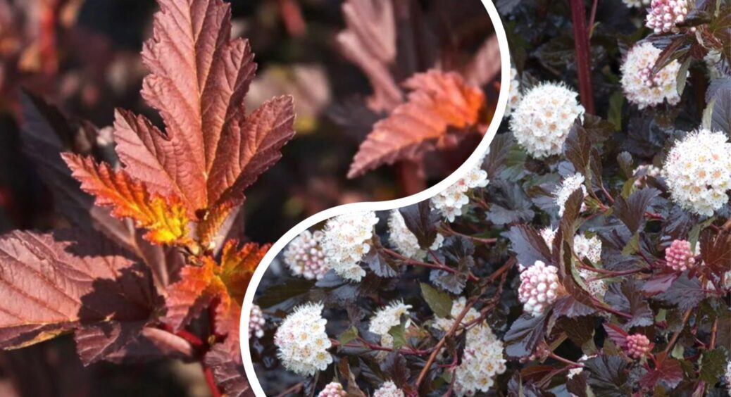 Знайшла 1 чудову заміну примхливій туї: росте саме по собі, обрізати й формувати не треба. Назва диво-дерева 