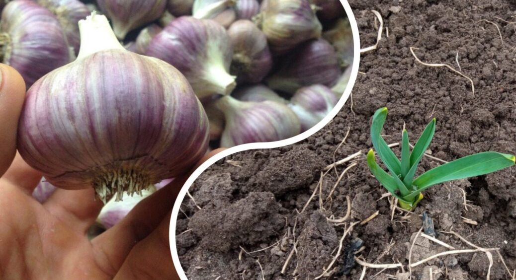 5 кроків, які обовʼязково потрібно зробити з озимим часником одразу після зими: дачникам варто знати 