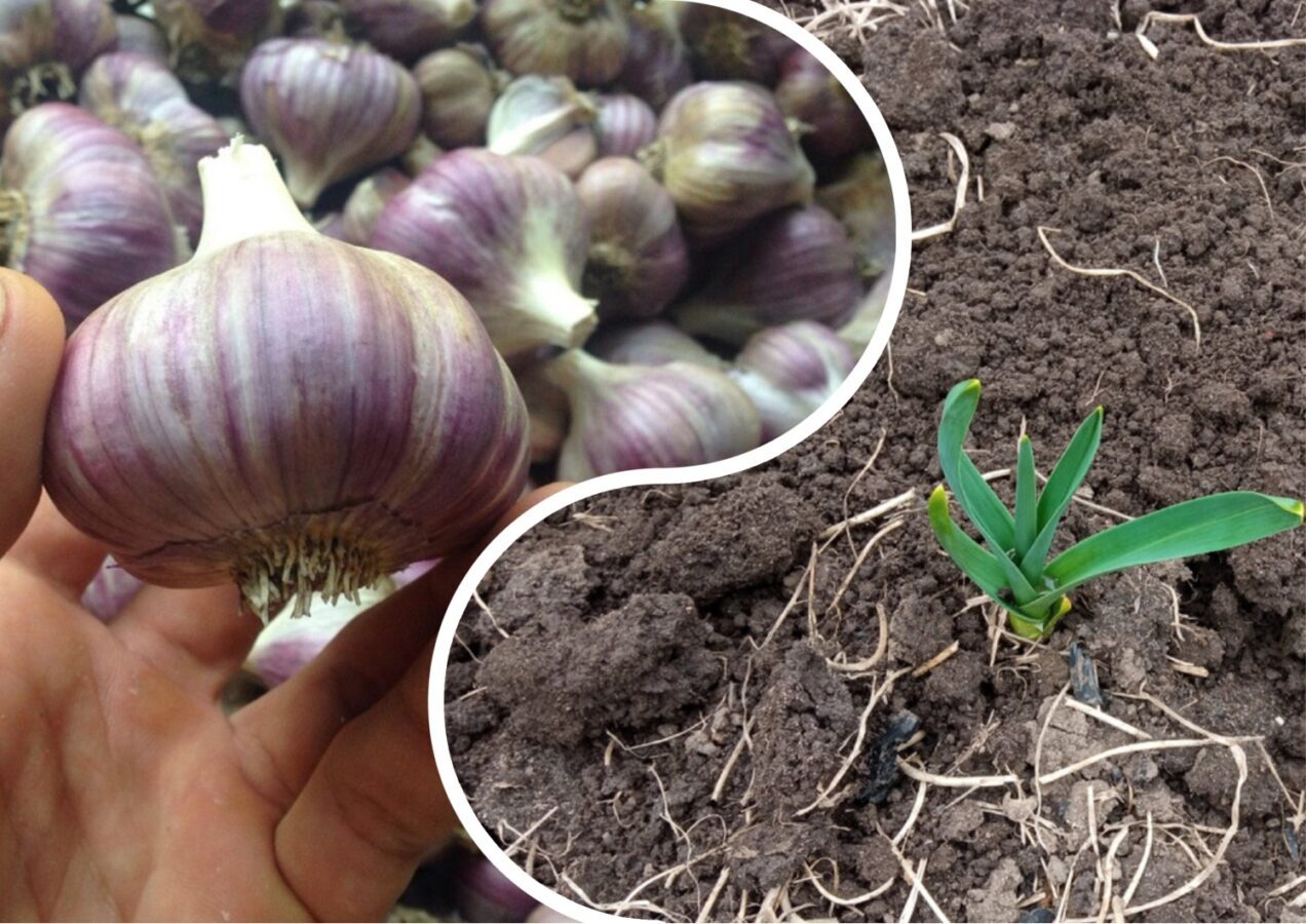 Що робити, якщо озимий часник проріс восени