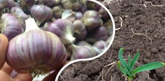 Що робити, якщо озимий часник проріс восени