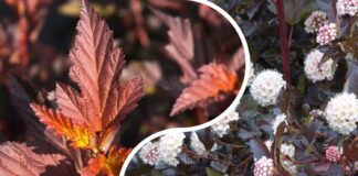 Яку рослину посадити замість туї на ділянці