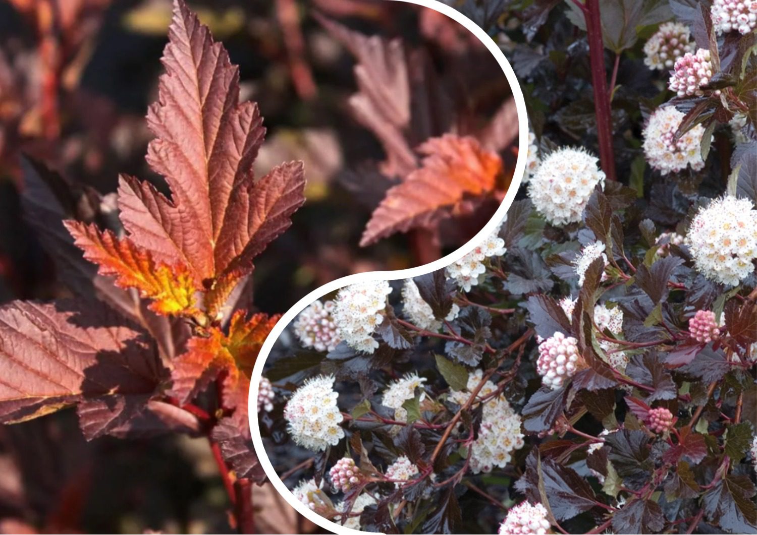 Яку рослину посадити замість туї на ділянці