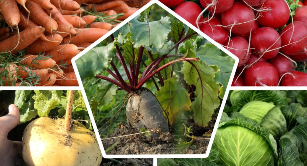 Не лише цибулю й часник: 5 культур, які можна посіяти під зиму – ще встигаєте “заселити” город цими овочами 