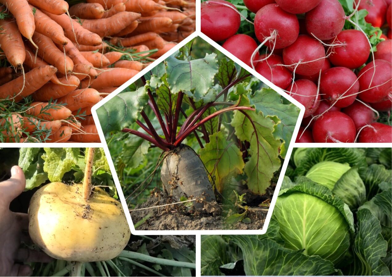 Городники розповіли, які овочі можна посадити під зиму