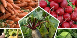 Городники розповіли, які овочі можна посадити під зиму