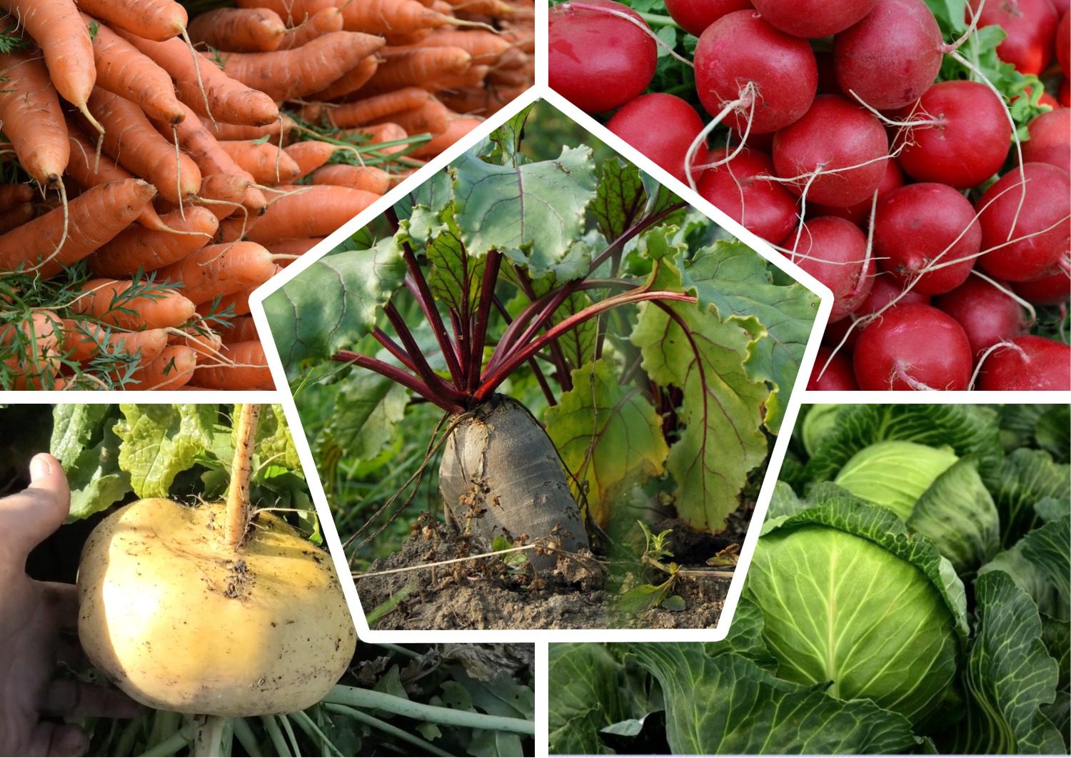 Городники розповіли, які овочі можна посадити під зиму